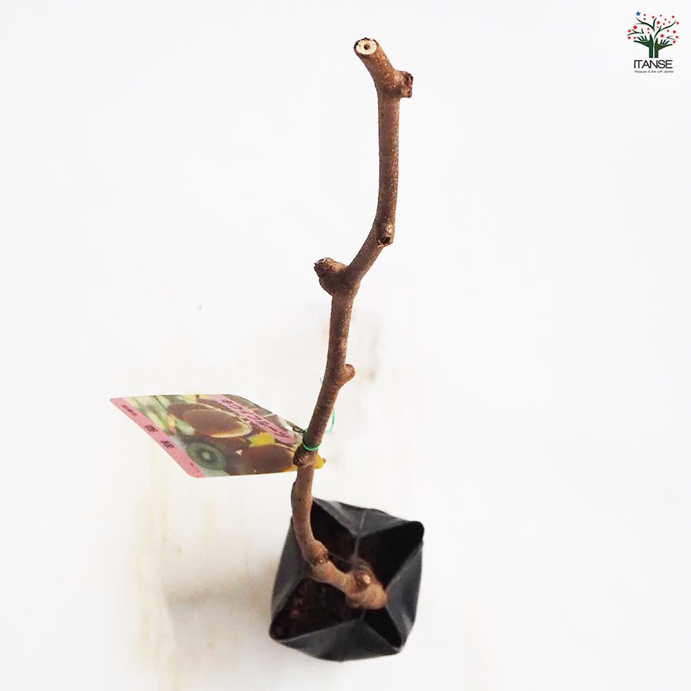 キウイの苗木 香緑(メス) 【果樹の苗木 4号／1個売り】