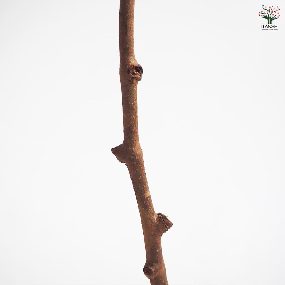 キウイの苗木 香緑(メス) 【果樹の苗木 4号／1個売り】