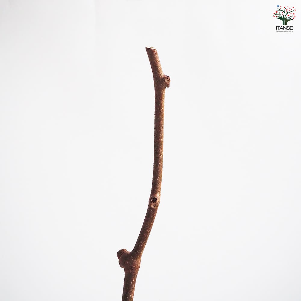 キウイの苗木 香緑(メス) 【果樹の苗木 4号／1個売り】