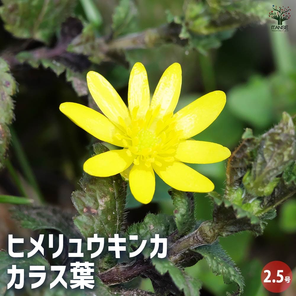kâ☺︎ka様 苗ご注文ページ カラス葉ヒメリュウキンカ300円〜 ヒメリュウキンカ カラス葉 【花苗 2.5号】｜ 【植物のITANSE