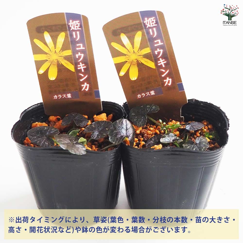 ヒメリュウキンカ カラス葉 【花苗 2.5号】｜ 【植物のITANSE