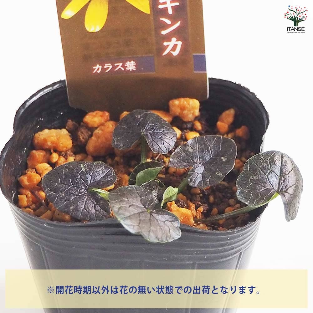 ヒメリュウキンカ カラス葉 【花苗 2.5号】｜ 【植物のITANSE