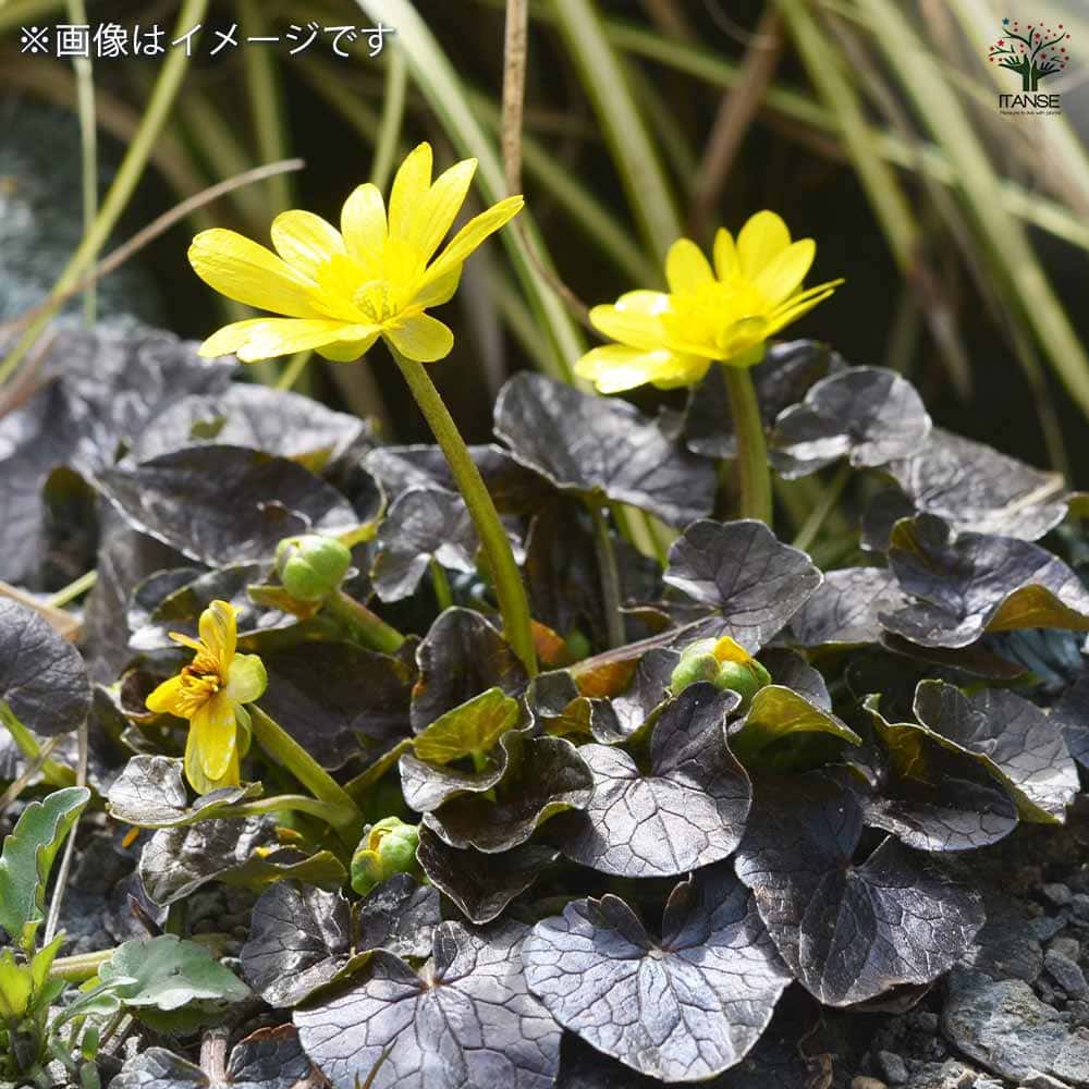 ヒメリュウキンカ カラス葉 【花苗 2.5号】｜ 【植物のITANSE