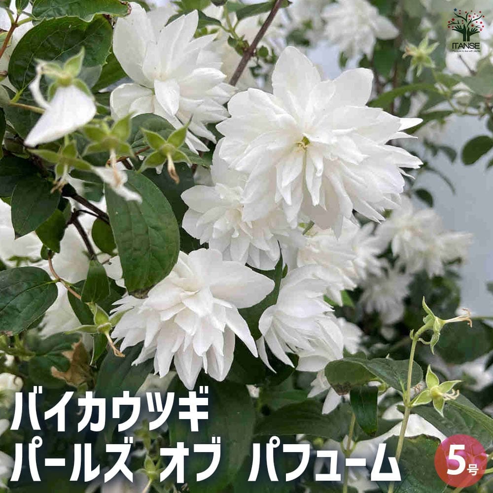梅花空木(バイカウツギ) パールズオブパフューム 【花木苗 5号／1個