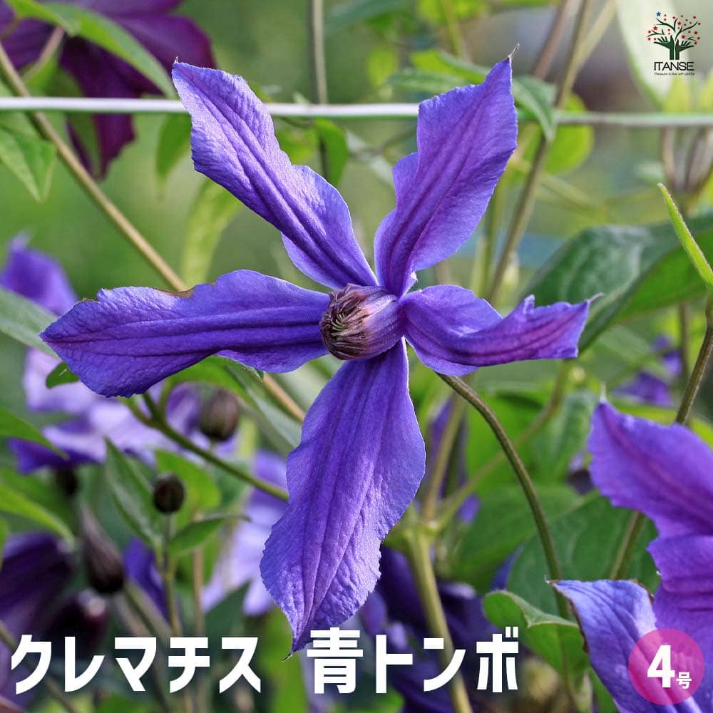 クレマチス　苗　⑦ クレマチス 青トンボ 【花苗 4号／1個売り】｜ 【植物のITANSE