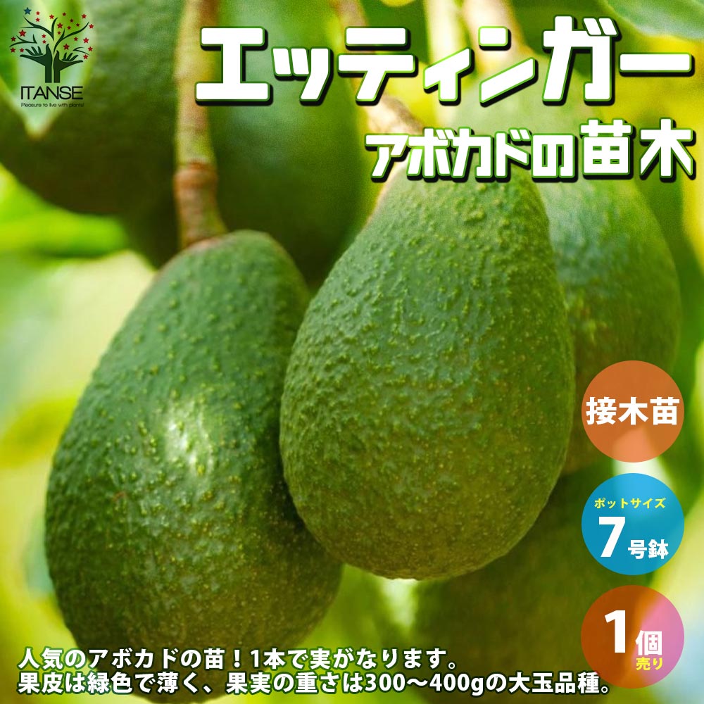 アボカド エッティンガー 接木苗 アボカド エッティンガー 【果樹の苗木 7寸大苗 2年生 接木苗／1
