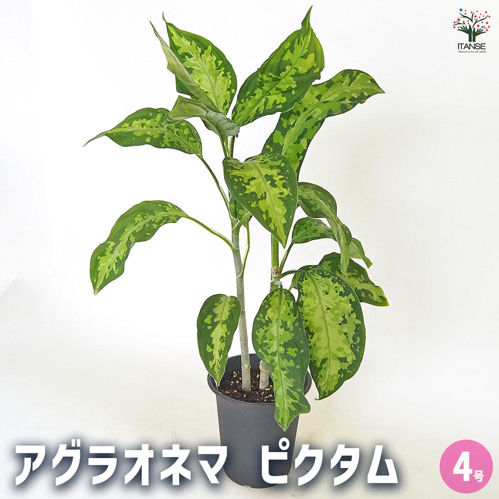 (MB-M250715-1) アグラオネマ　ピクタム MB-M250715-1) アグラオネマ ピクタム | その他観葉植物