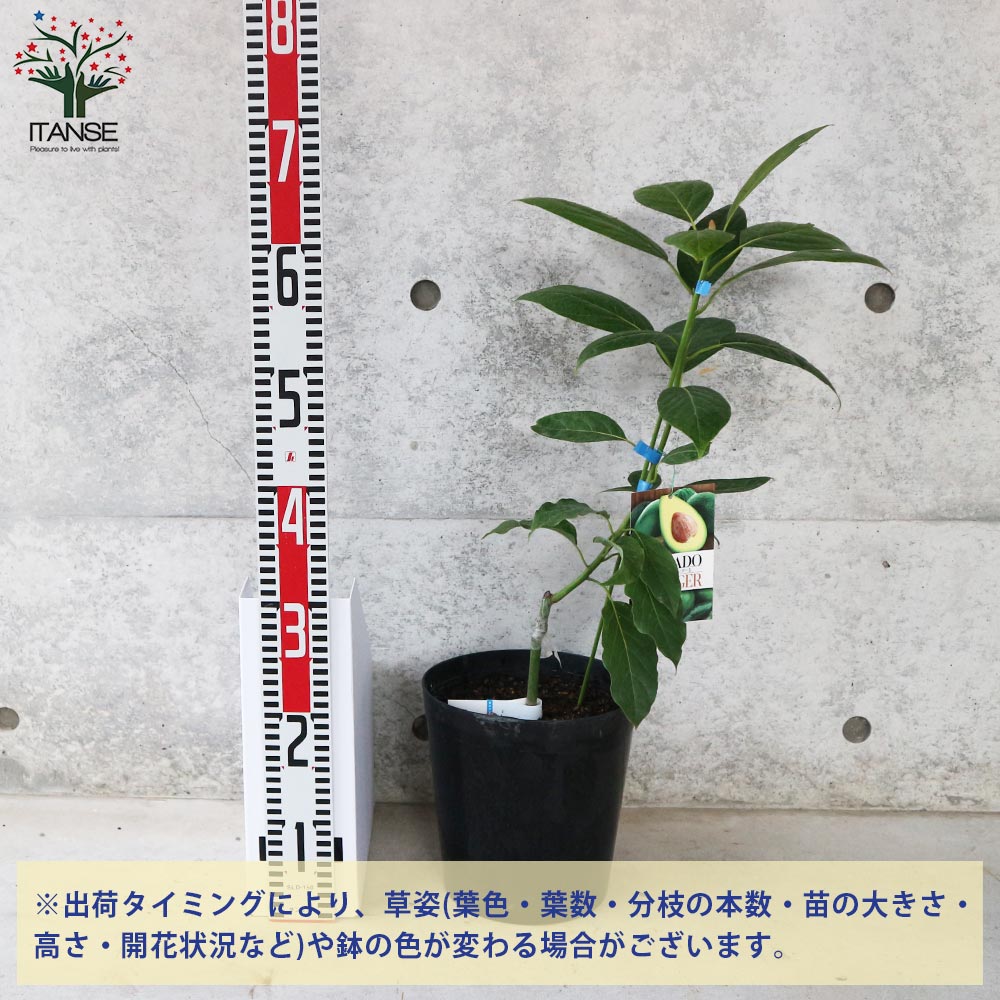 アボカド エッティンガー 接木苗 家庭菜園】アボカド 『エッティンガー』 丈夫な接ぎ木苗