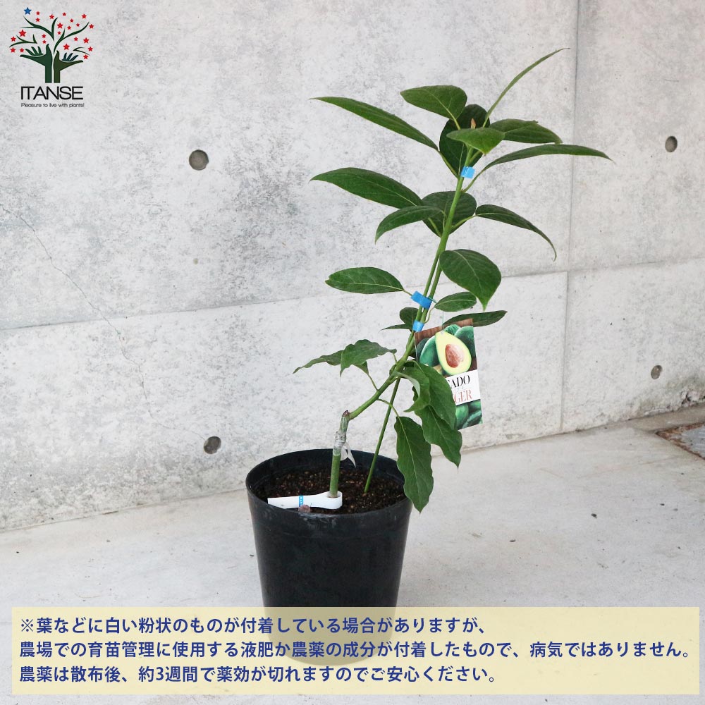 アボカド エッティンガー 【果樹の苗木 7寸大苗 2年生 接木苗／1個売り