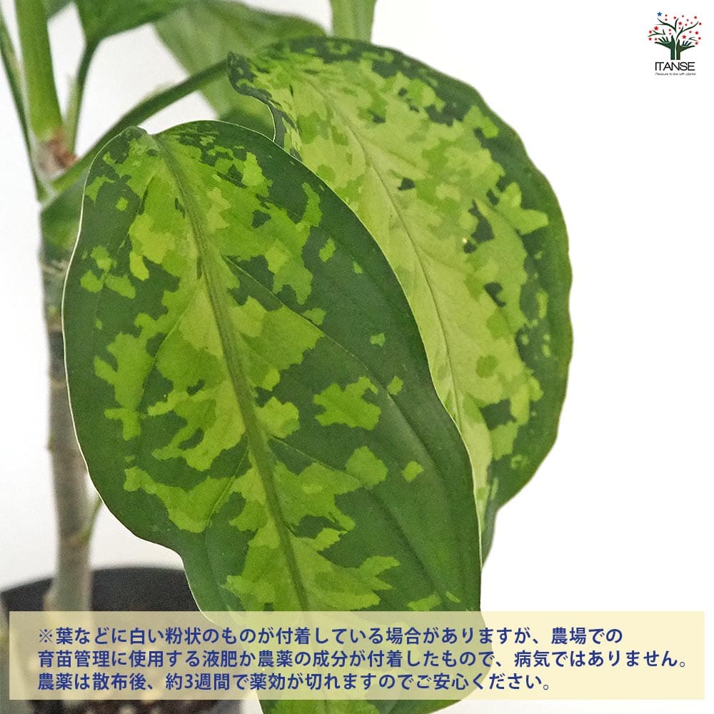 アグラオネマ ピクタム 【観葉植物 4号／1個売り】｜ 【植物の