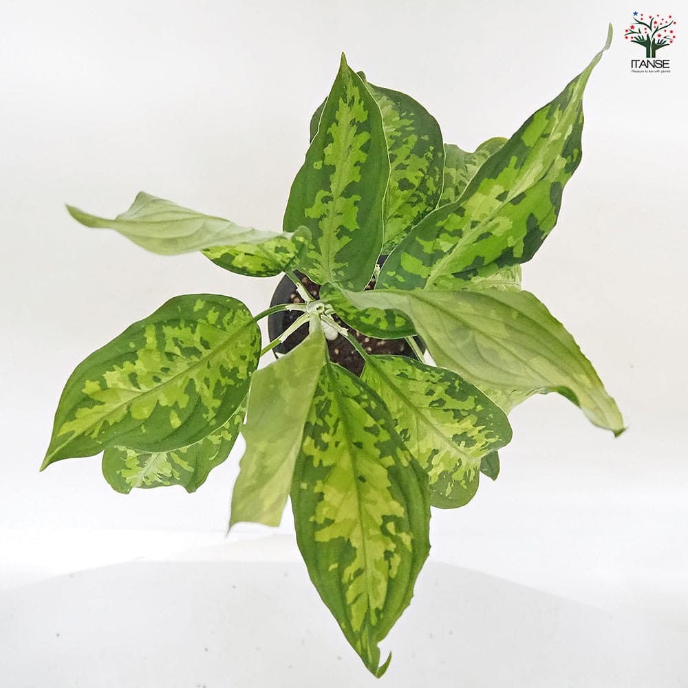 アグラオネマ ピクタム 【観葉植物 4号／1個売り】｜ 【植物の