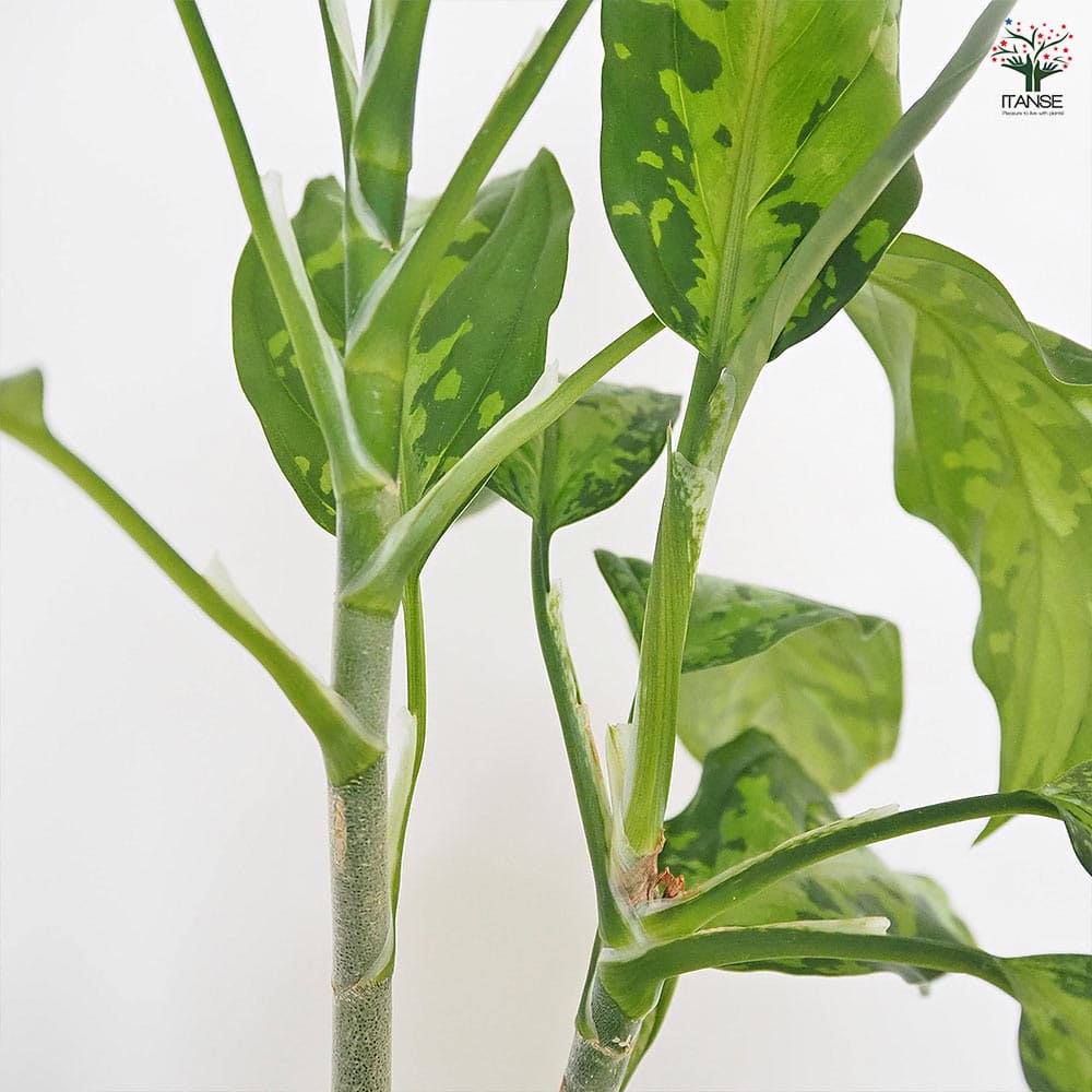 アグラオネマ ピクタム 【観葉植物 4号／1個売り】｜ 【植物の