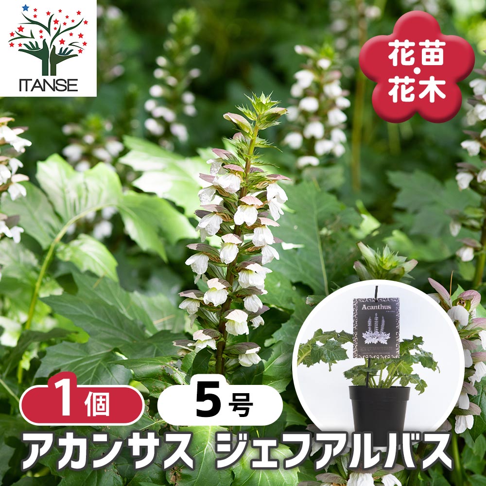 アカンサス ジェフアルバス 【花苗 5号／1個売り】
