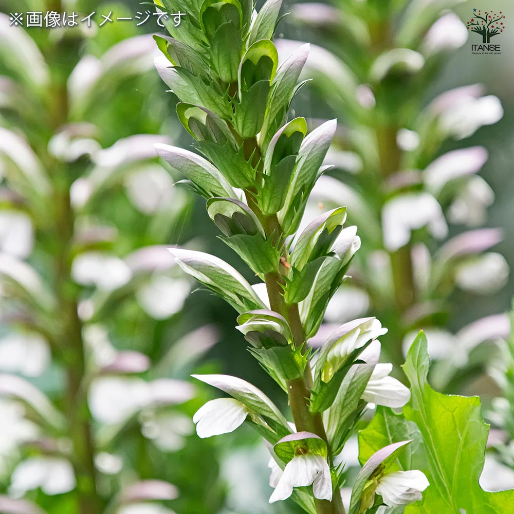 アカンサス ジェフアルバス 【花苗 5号／1個売り】