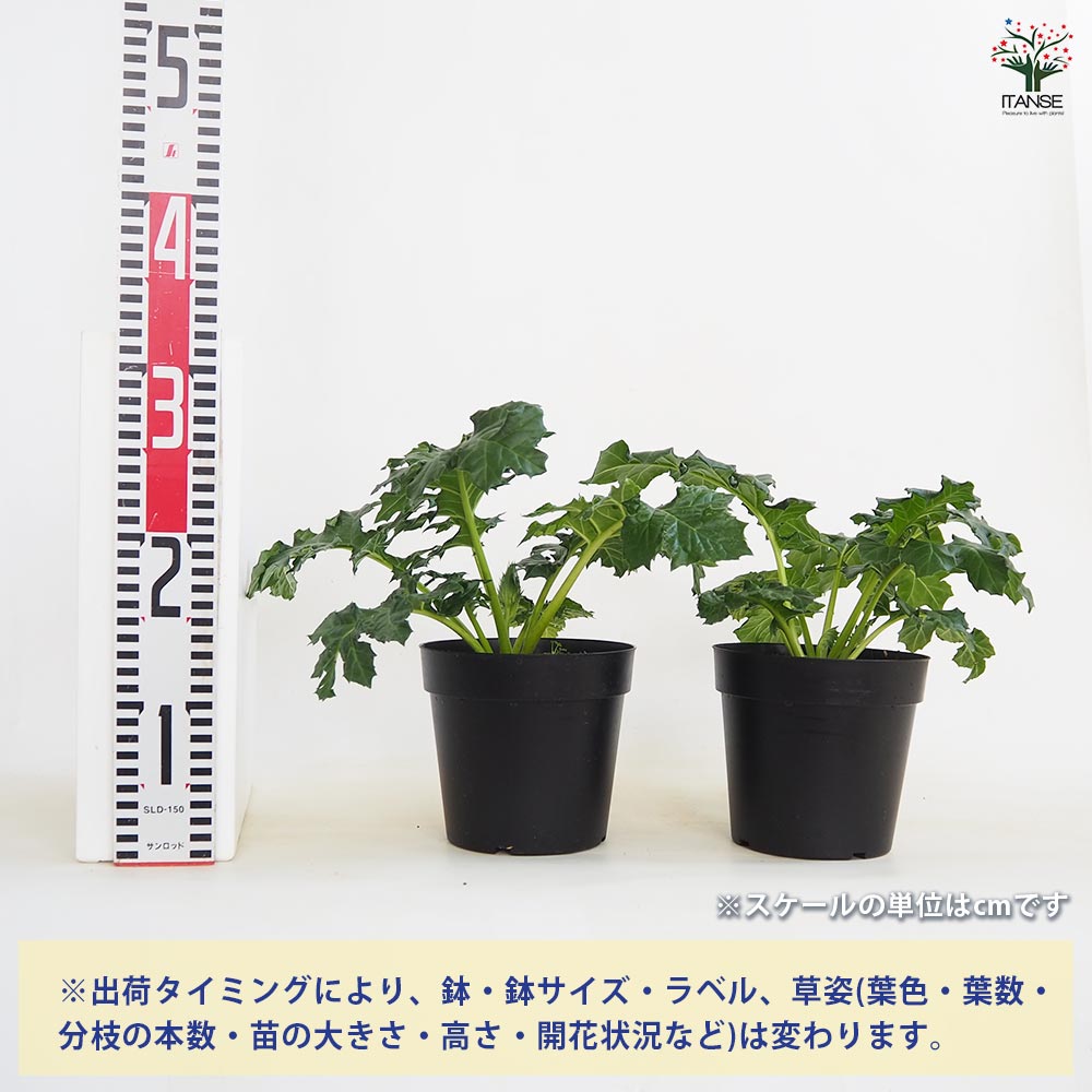 アカンサス ジェフアルバス 【花苗 5号／1個売り】