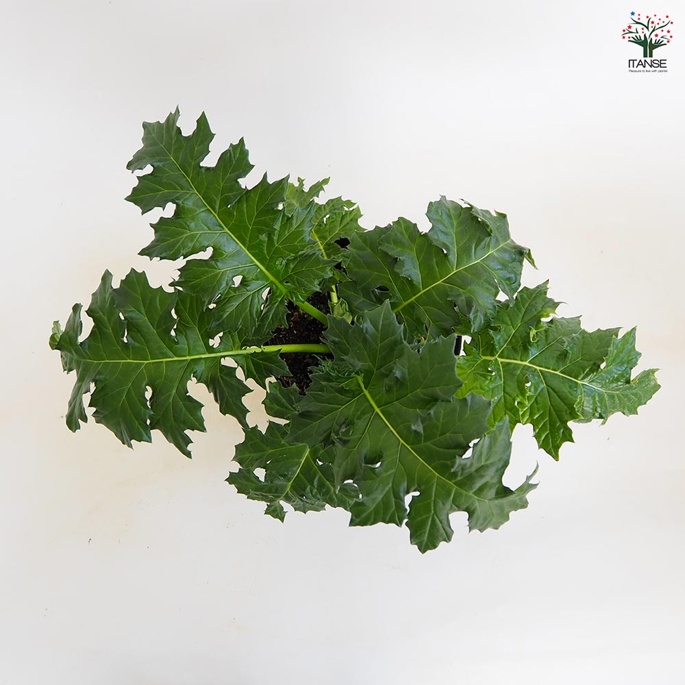 アカンサス ジェフアルバス 【花苗 5号／1個売り】