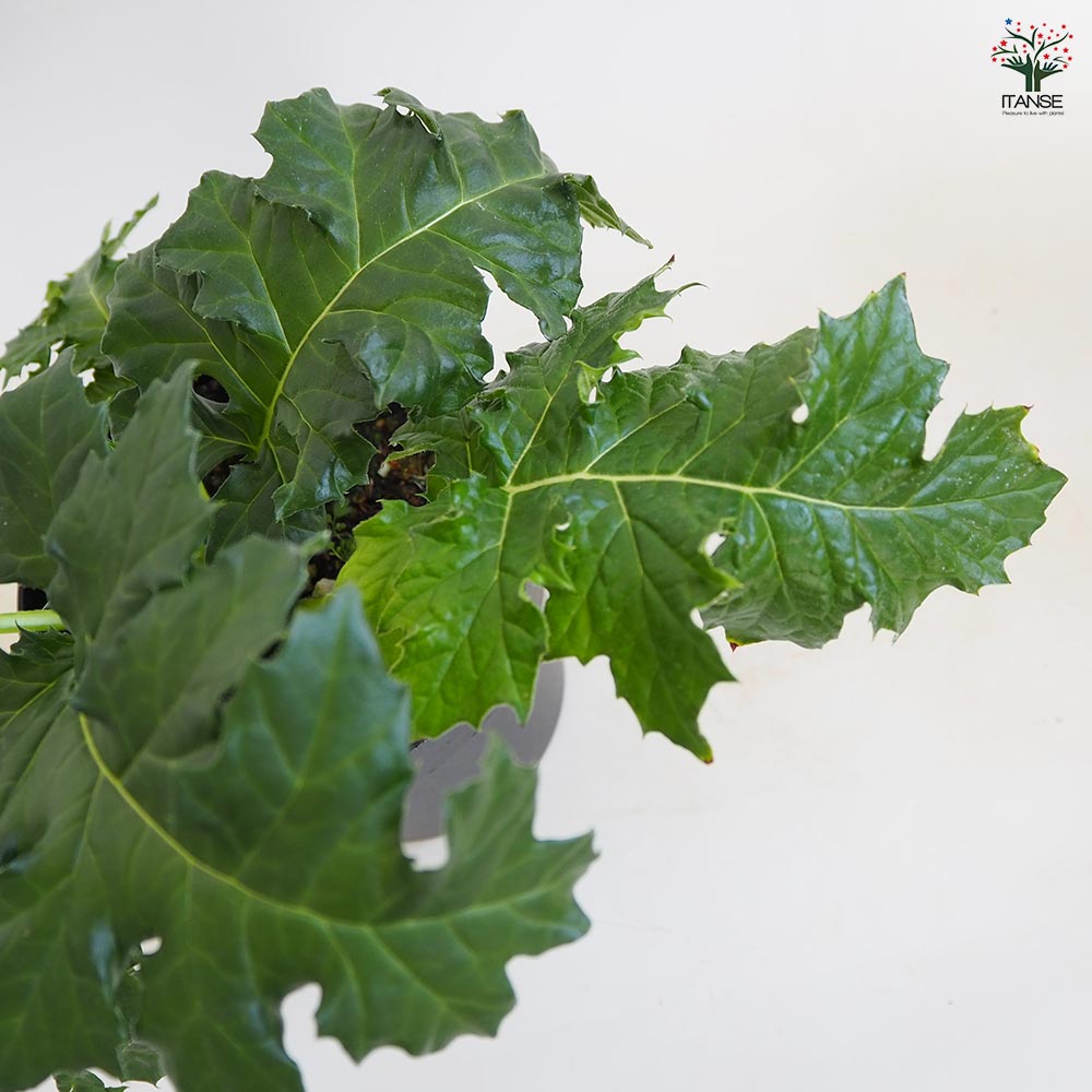 アカンサス ジェフアルバス 【花苗 5号／1個売り】