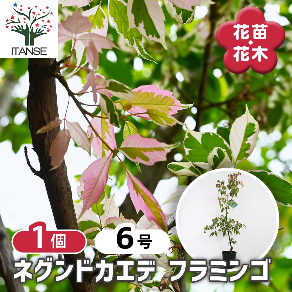 ネグンドカエデ フラミンゴ 【花木苗 6号／1個売り】｜ 【植物の