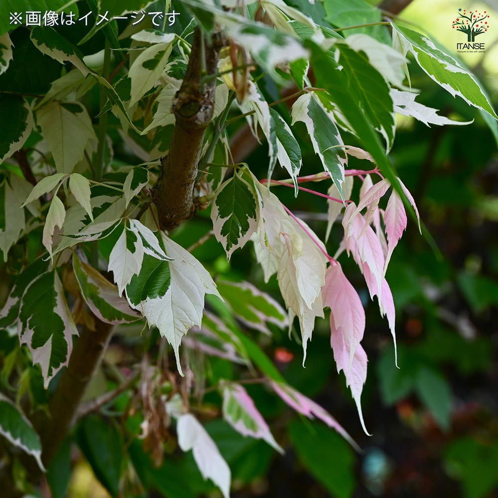 ネグンドカエデ フラミンゴ 【花木苗 6号／1個売り】｜ 【植物の