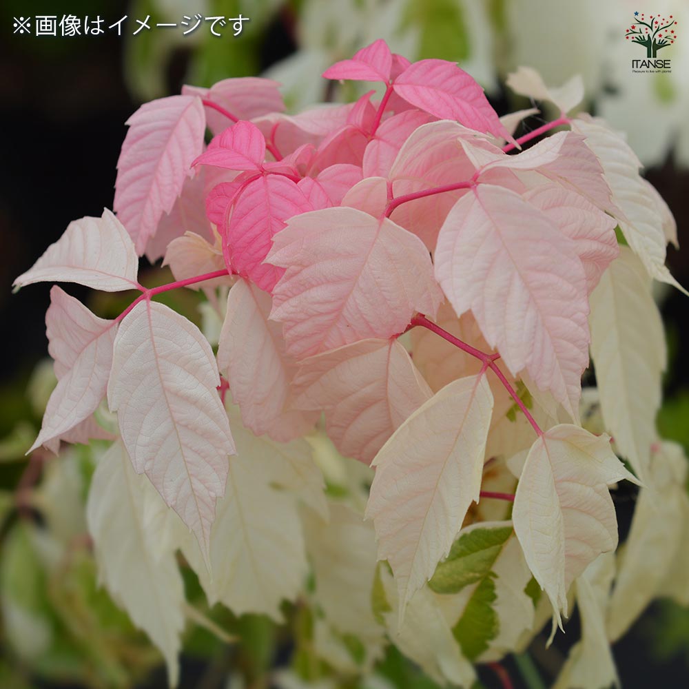 ネグンドカエデ フラミンゴ 【花木苗 6号／1個売り】｜ 【植物の