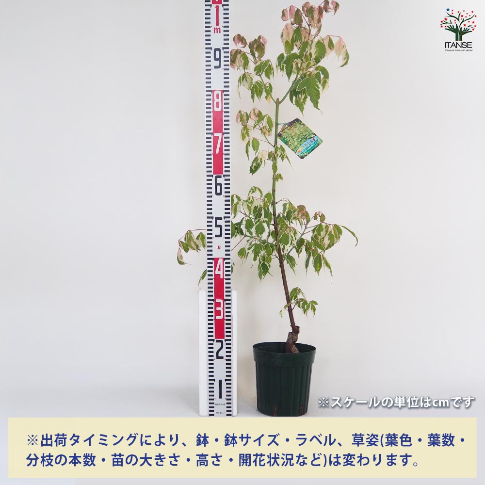 ネグンドカエデ フラミンゴ 【花木苗 6号／1個売り】｜ 【植物の