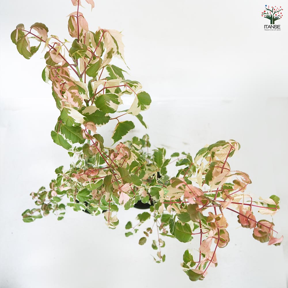 ネグンドカエデ フラミンゴ 【花木苗 6号／1個売り】｜ 【植物の