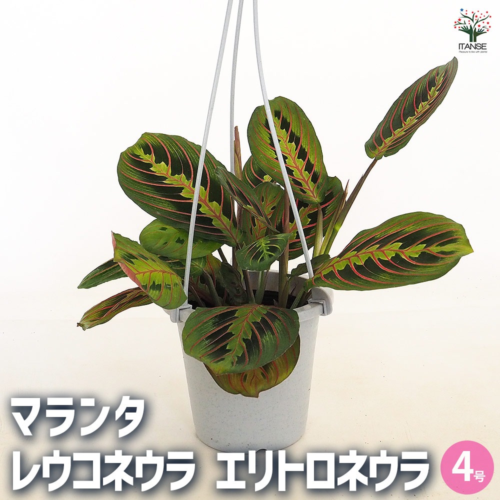 マランタ レコネウラ エリトロネウラ 【観葉植物 4号／1個売り】