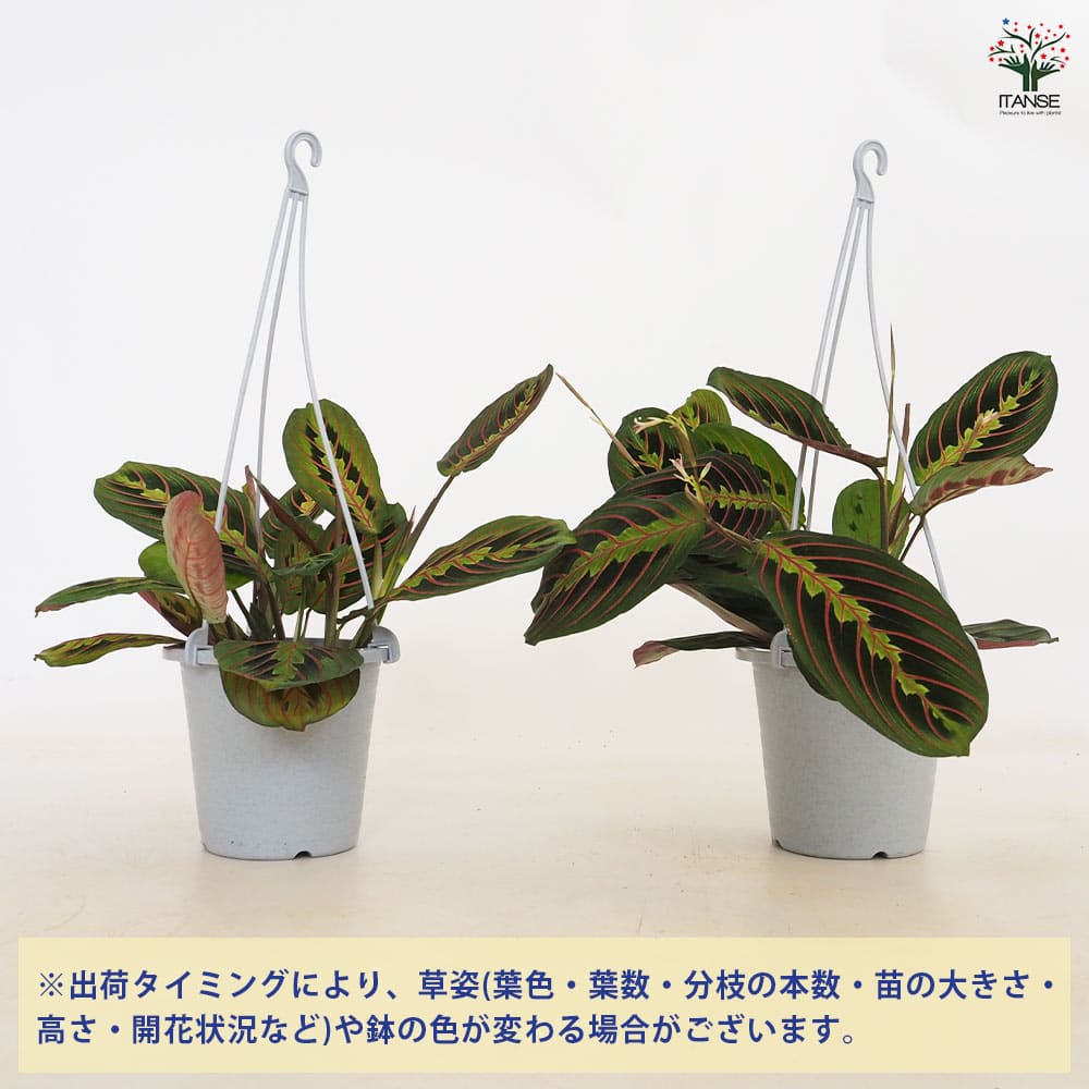 マランタ レコネウラ エリトロネウラ 【観葉植物 4号／1個売り】