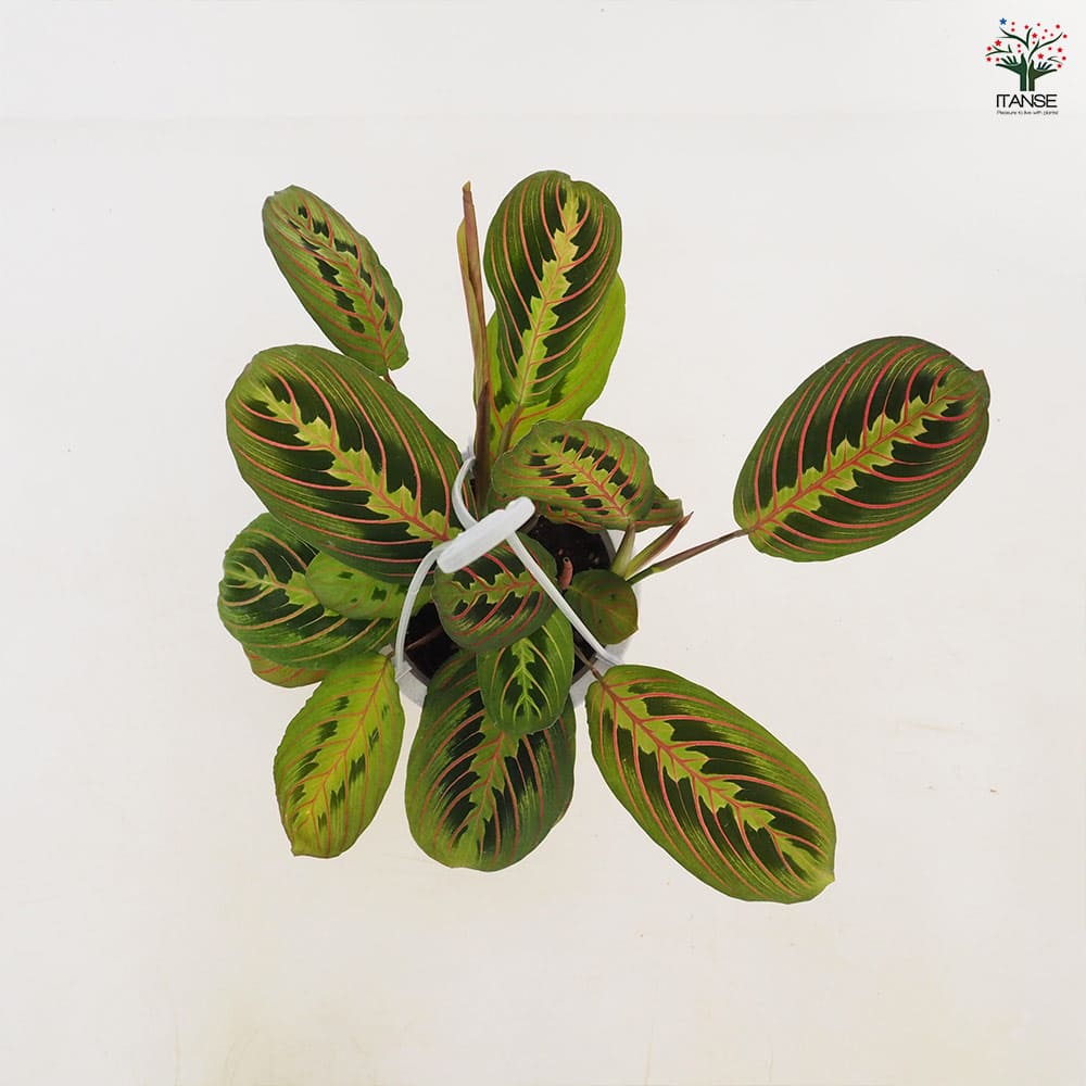 マランタ レコネウラ エリトロネウラ 【観葉植物 4号／1個売り】