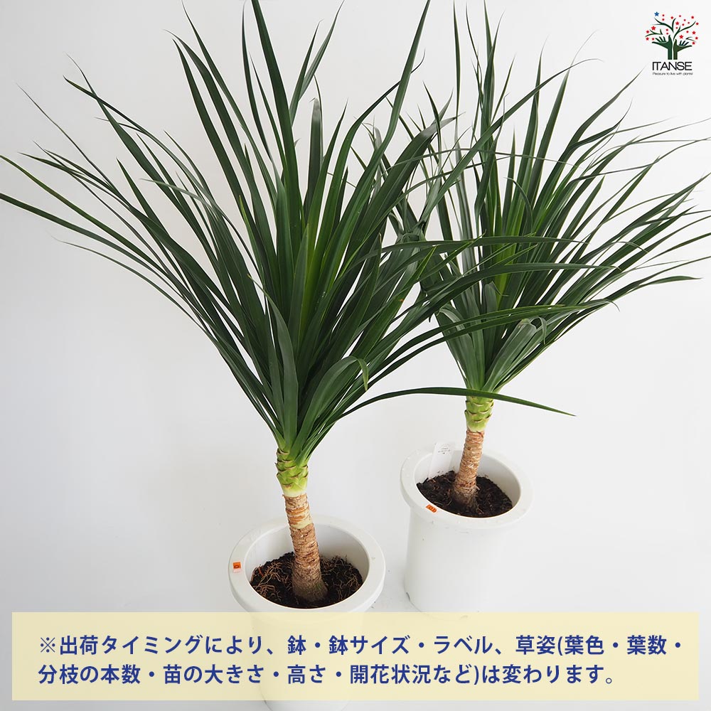 ドラセナ カンボジアーナ 【観葉植物 7号／1個売り】｜ 【植物の