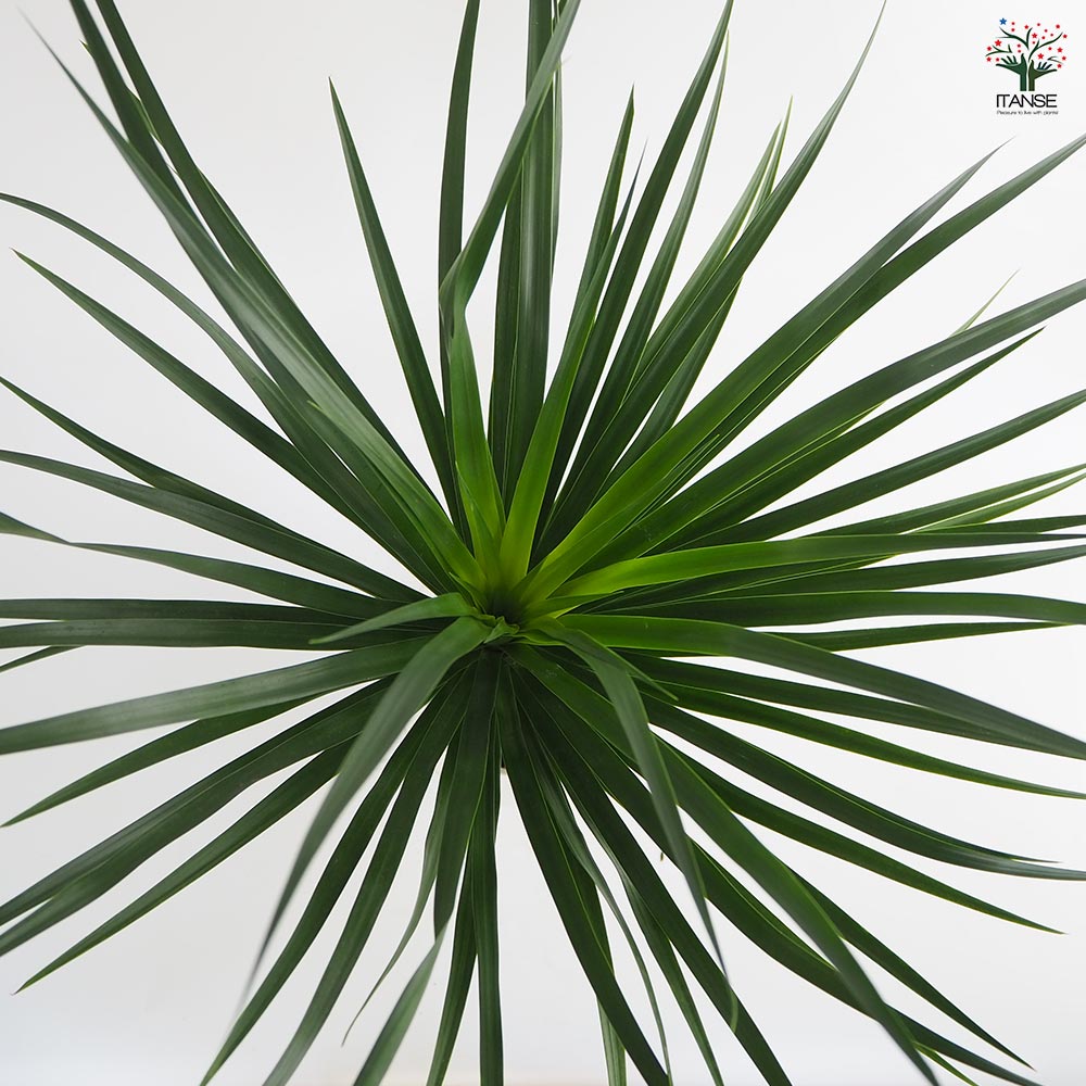 ドラセナ カンボジアーナ 【観葉植物 7号／1個売り】｜ 【植物の