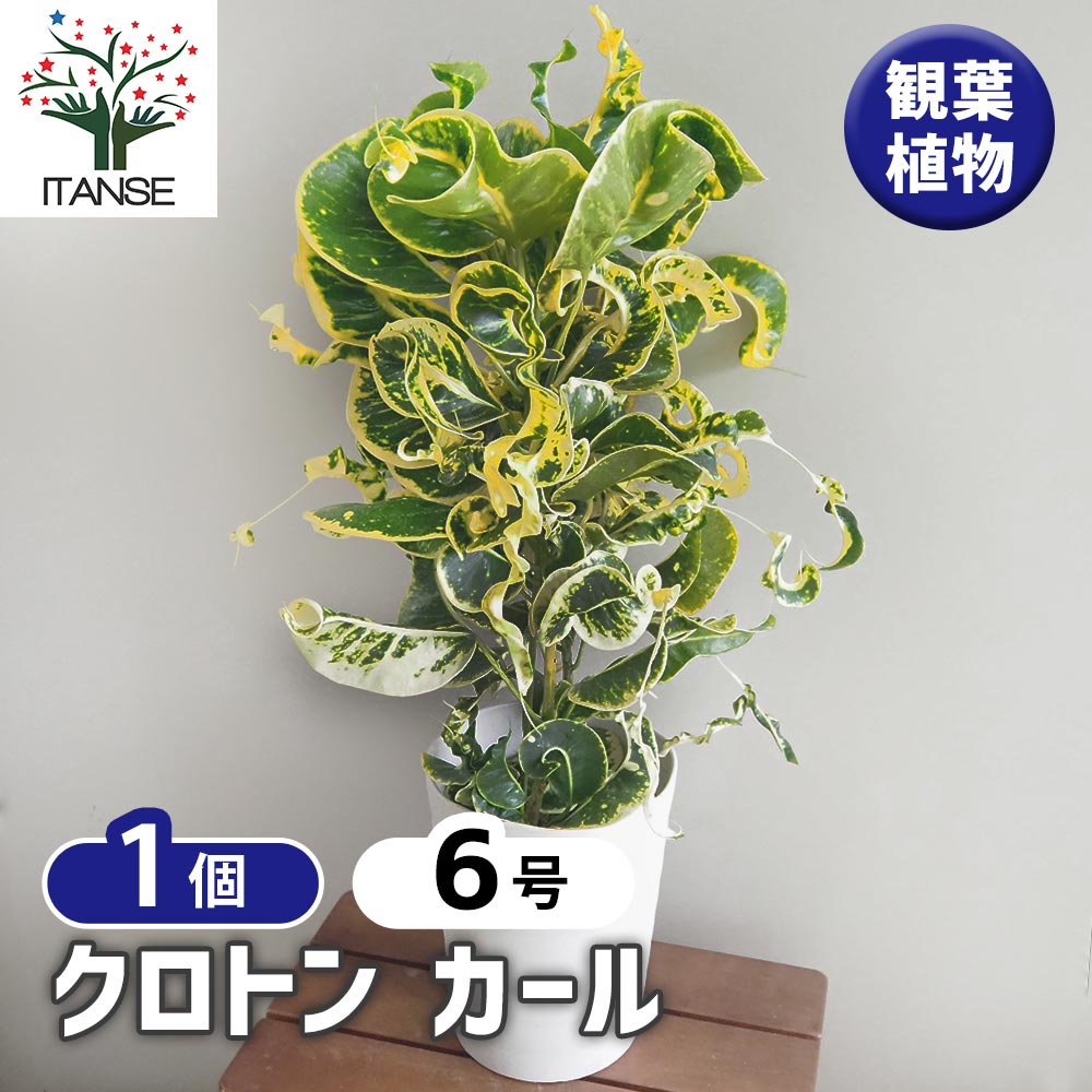 クロトン カール 【観葉植物 6号／1個売り】｜ 【植物の
