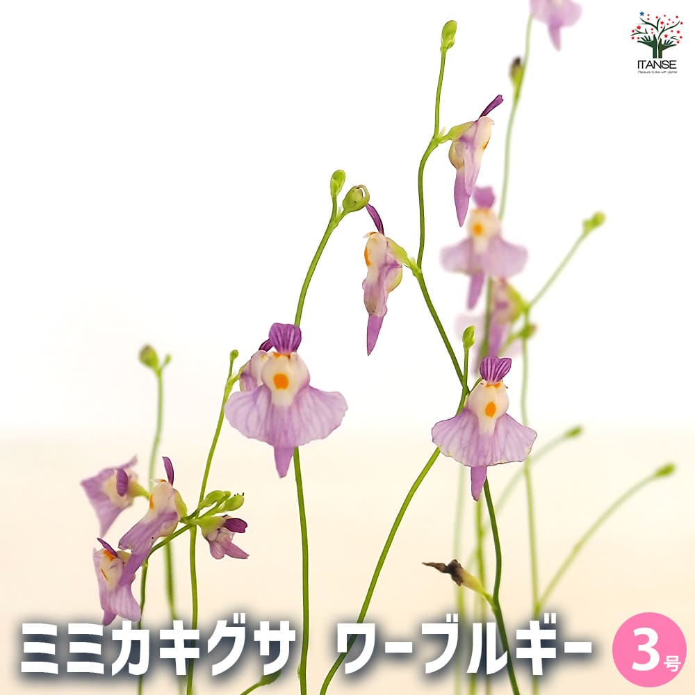 食虫植物 ミミカキグサ ワーブルギー 【観葉植物 3号/1個売り】