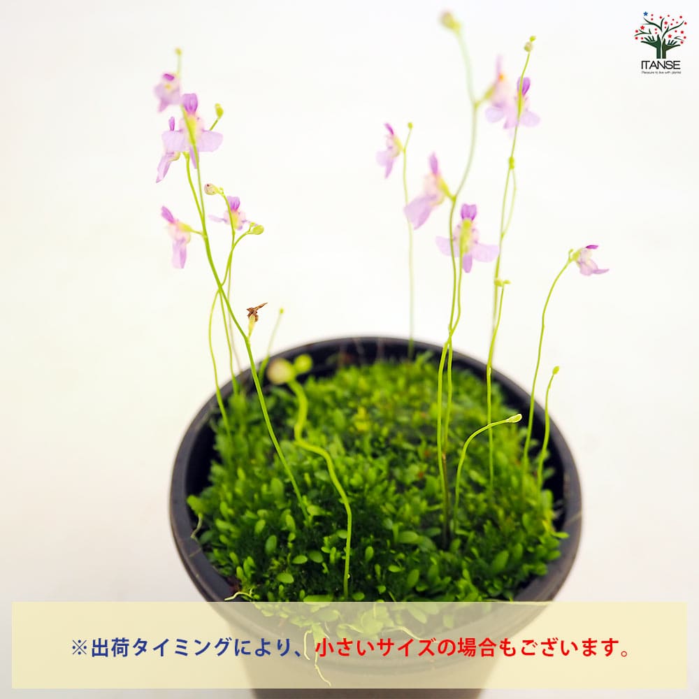 食虫植物 ミミカキグサ ワーブルギー 【観葉植物 3号/1個売り】