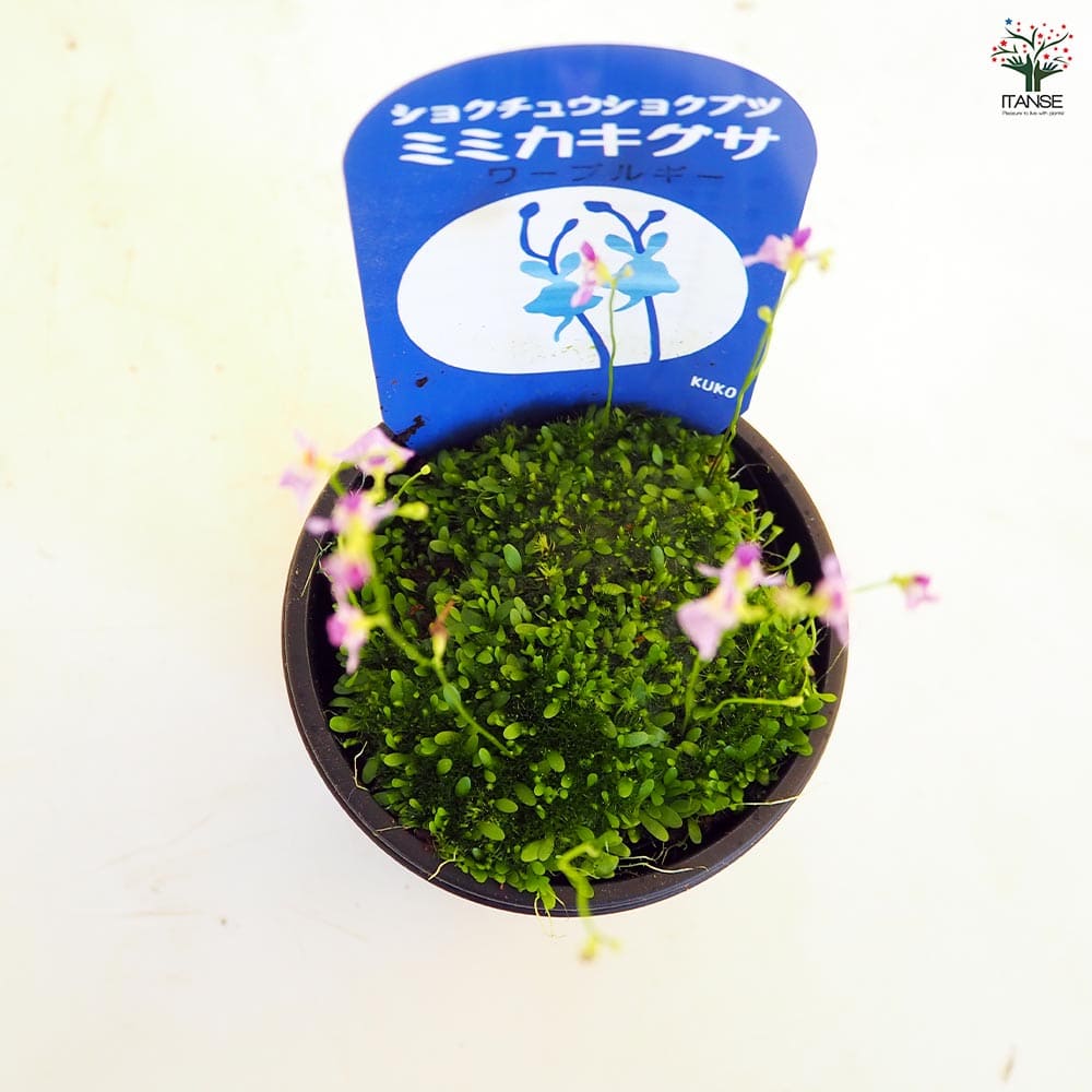 食虫植物 ミミカキグサ ワーブルギー 【観葉植物 3号/1個売り】