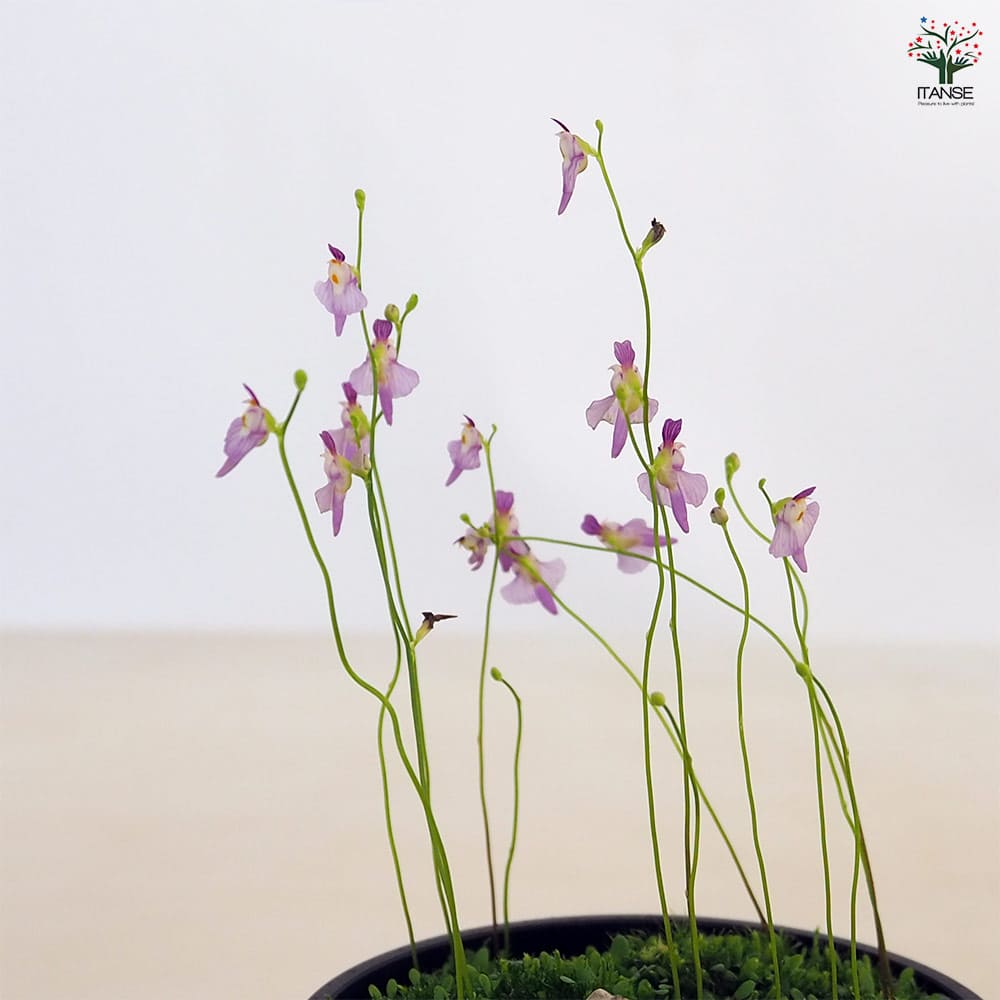 食虫植物 ミミカキグサ ワーブルギー 【観葉植物 3号/1個売り】