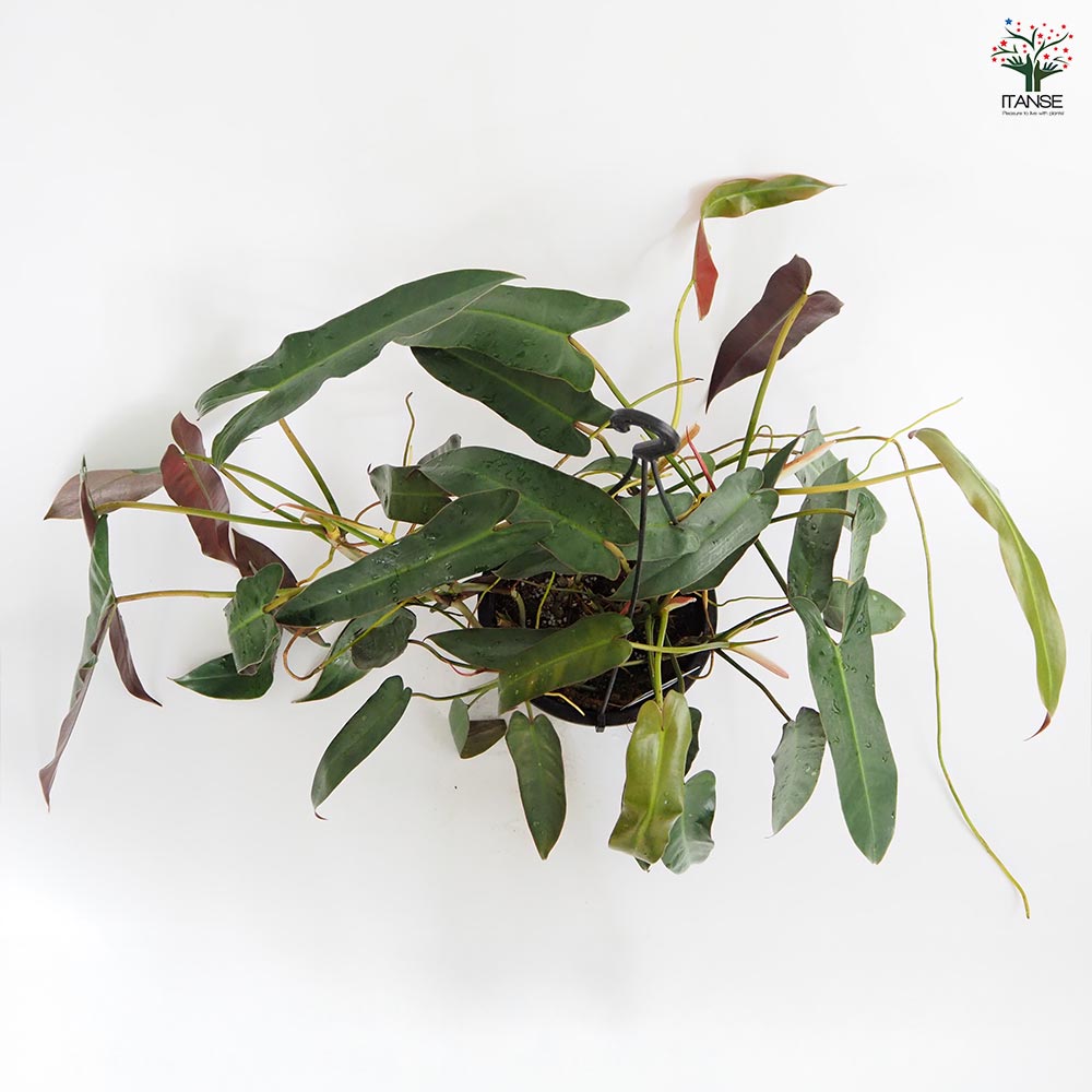 フィロデンドロン アタバポエンセ 【観葉植物 6号／1個売り