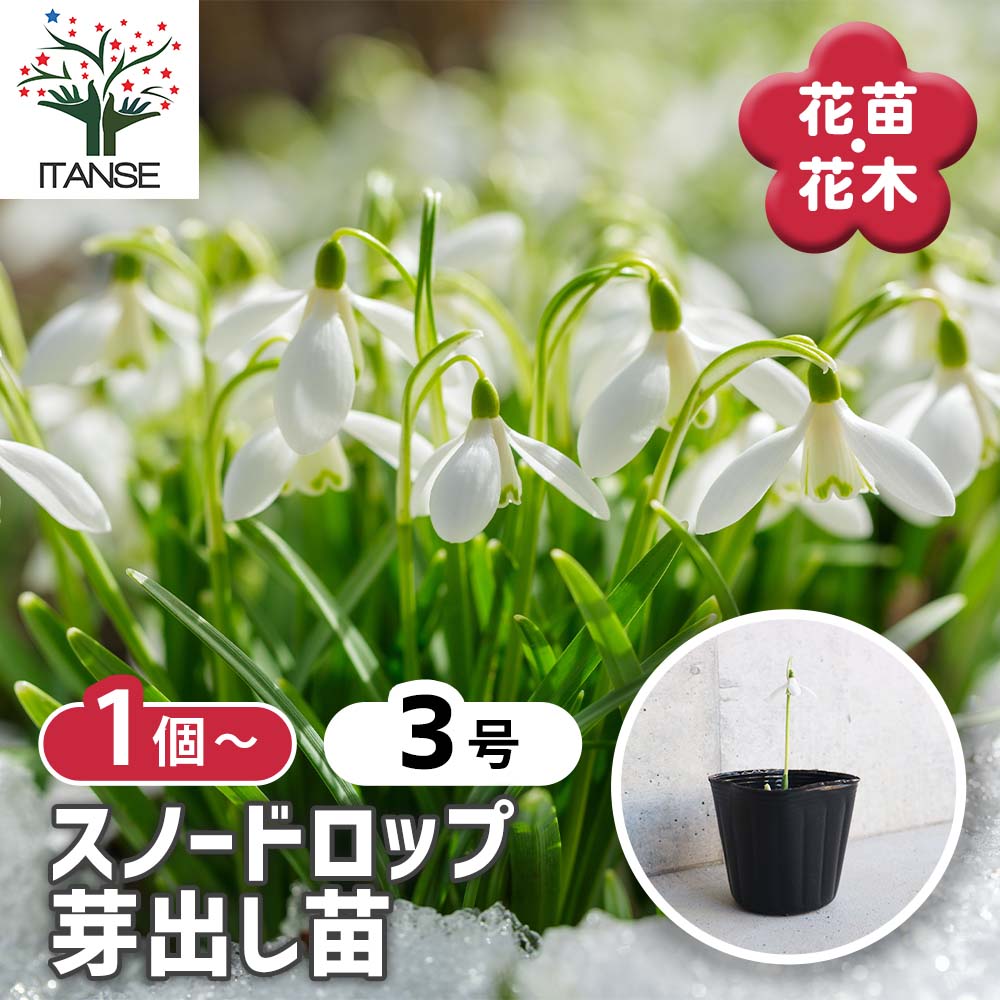 スノードロップ 芽出し苗3号ロングポット 【花苗 3号】｜ 【植物の