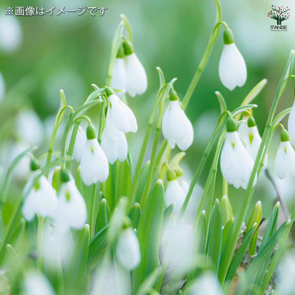 スノードロップ 芽出し苗3号ロングポット 【花苗 3号】｜ 【植物の