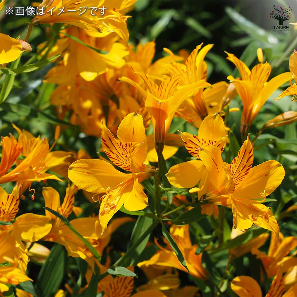 アルストロメリア　球根 アルストロメリア 球根 大量 40球｜Yahoo!フリマ（旧PayPayフリマ）