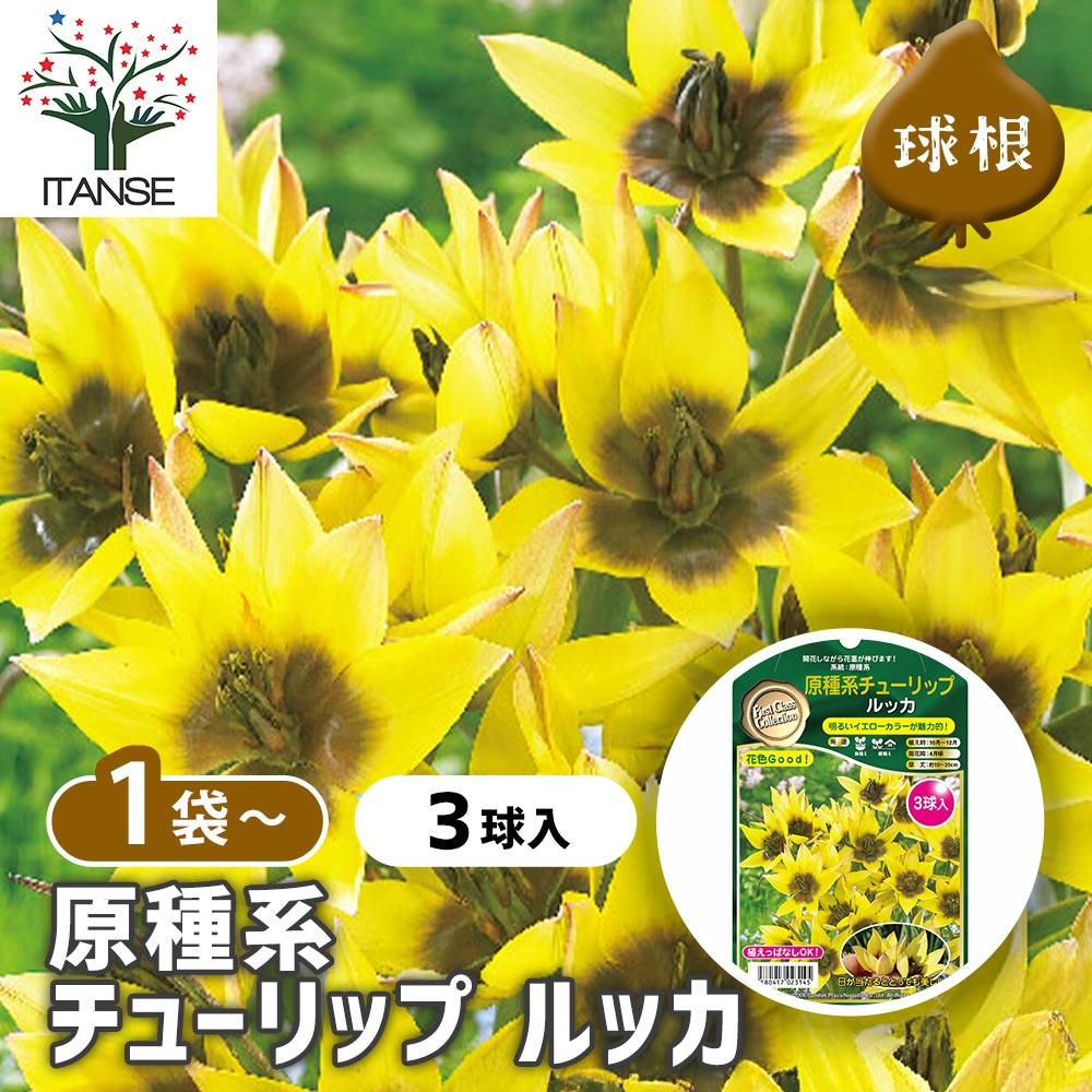 球根 原種系チューリップ ルッカ 【花球根 3球】｜ 【植物の