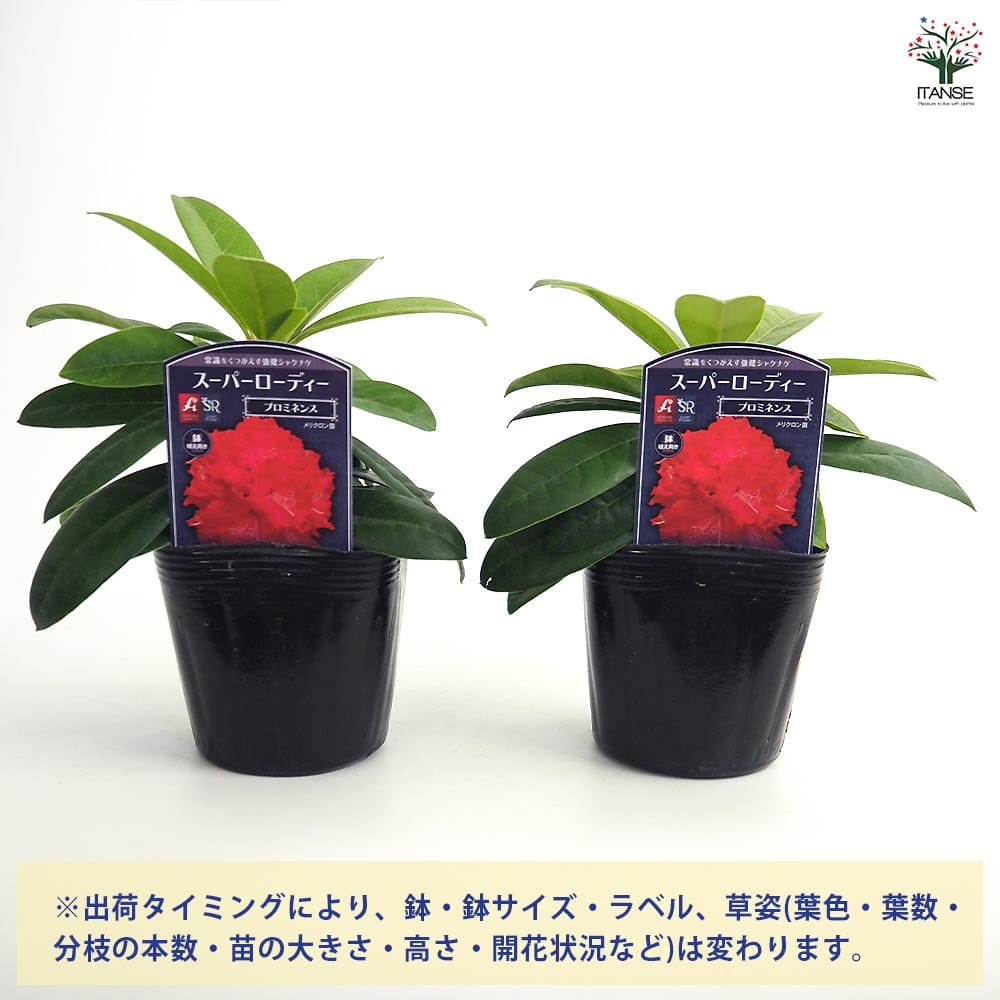 シャクナゲ スーパーローディープロミネンス 【花木苗 3.5号
