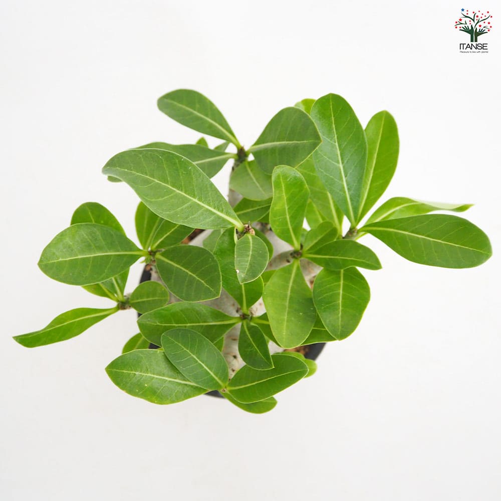 アデニウム ブラック(ゴジラ) 【多肉植物 4号／1個売り】｜ 【植物の