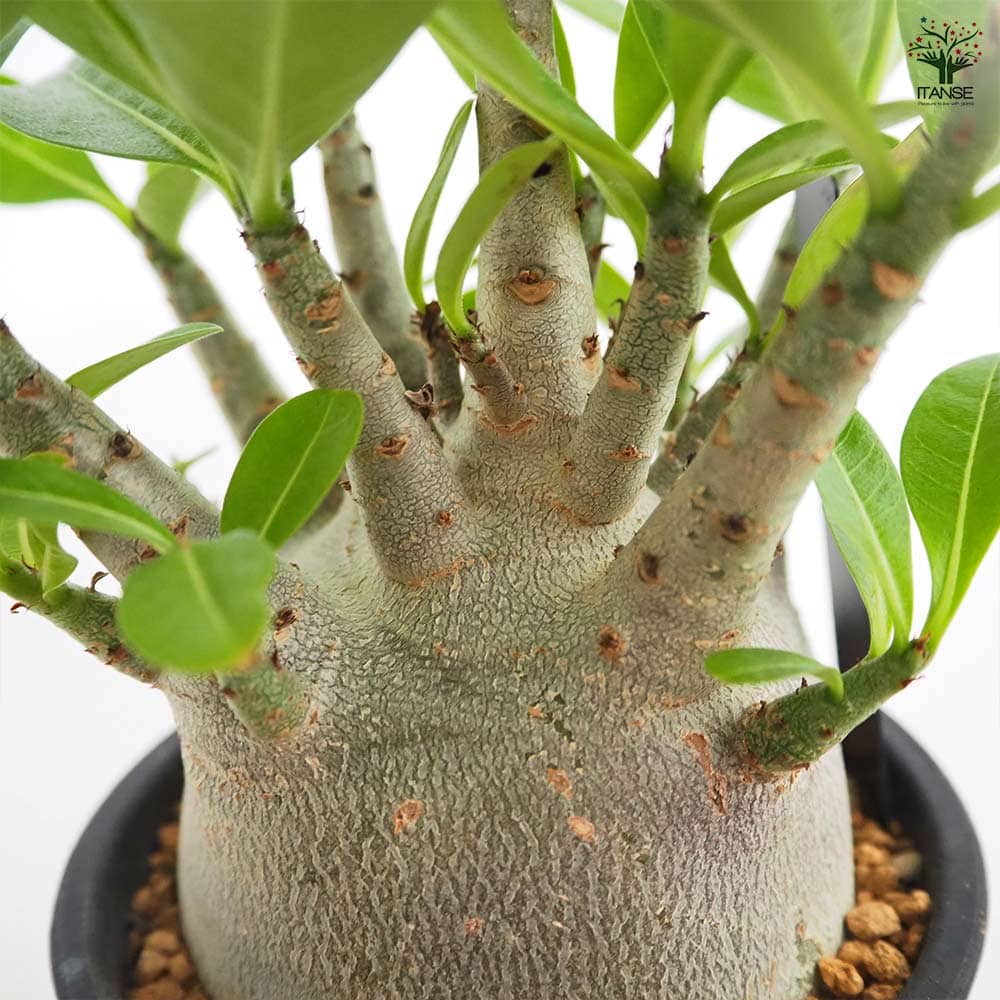 アデニウム ブラック(ゴジラ) 【多肉植物 4号／1個売り】｜ 【植物の