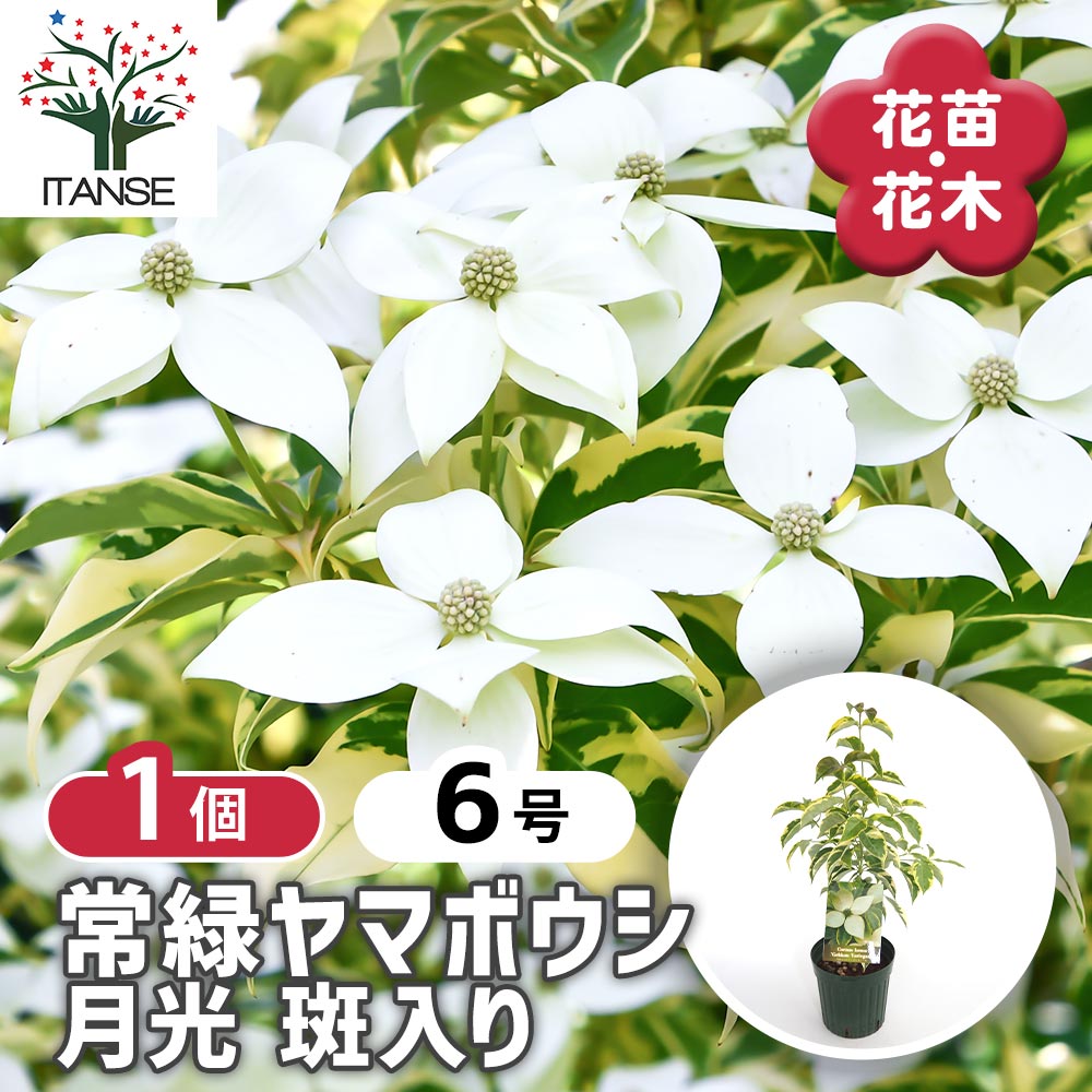 常緑ヤマボウシ 月光斑入り 【花木苗 6号／1個売り】｜ 【植物の