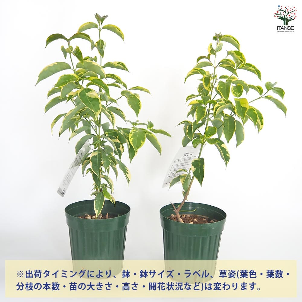 常緑ヤマボウシ 月光斑入り 【花木苗 6号／1個売り】｜ 【植物の