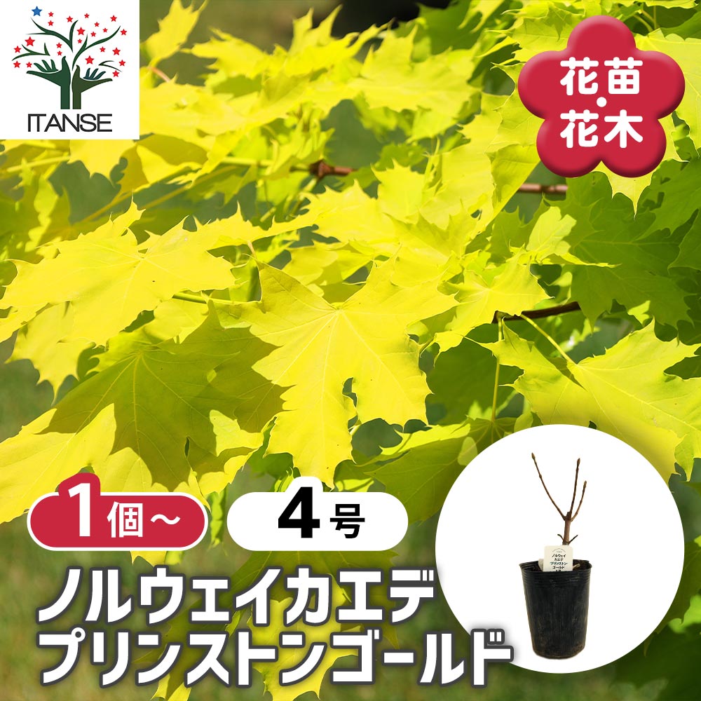 ノルウェイカエデ プリンストンゴールド 【庭木 4号】｜ 【植物の