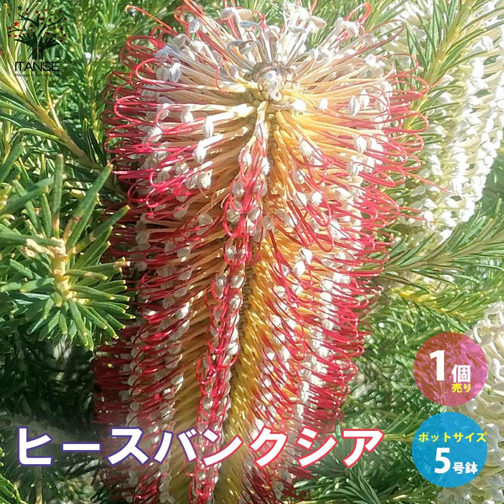 ヒースバンクシア (バンクシア・エリシフォリア)【庭木 5号