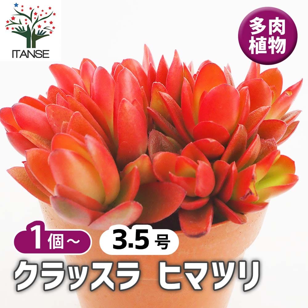 クラッスラ ヒマツリ 【多肉植物 3.5号】｜ 【植物のITANSE