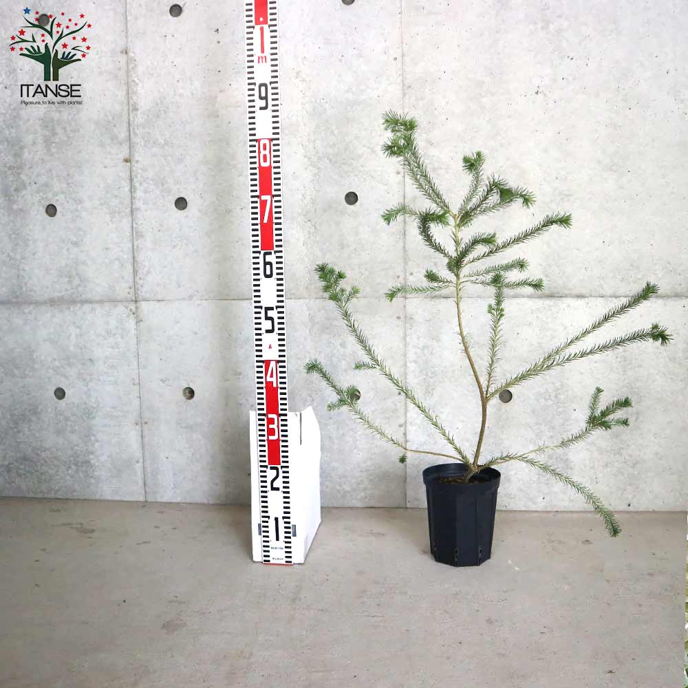 ヒースバンクシア (バンクシア・エリシフォリア)【庭木 5号スリット鉢